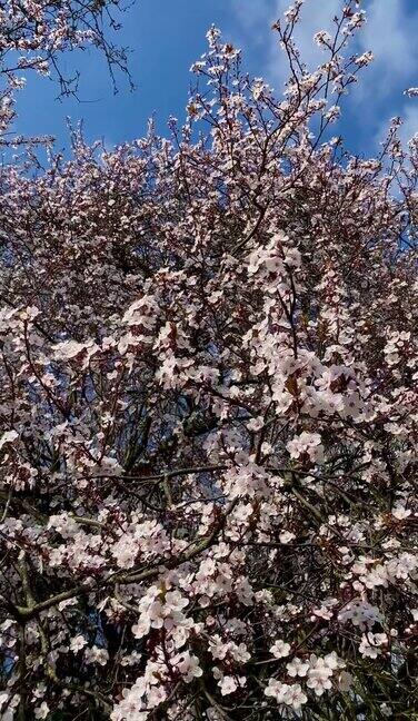 樱花盛开的春天垂直连续