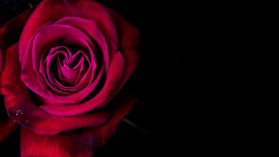 美丽盛开的红玫瑰镜头蒙太奇