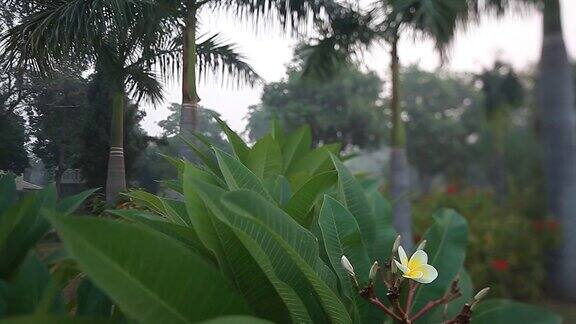 印度热带公园的花草树木