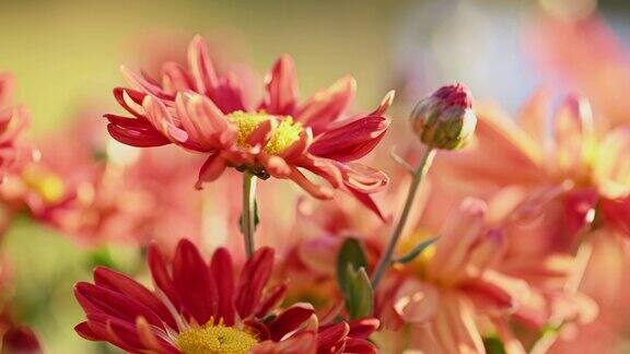 美丽的红色和黄色菊花