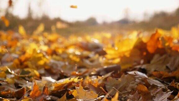 在秋天的森林里黄色的枫叶飘落在地上太阳照亮了干燥的落叶地上覆盖着鲜艳的树叶五彩缤纷的秋季背景是散焦慢动作