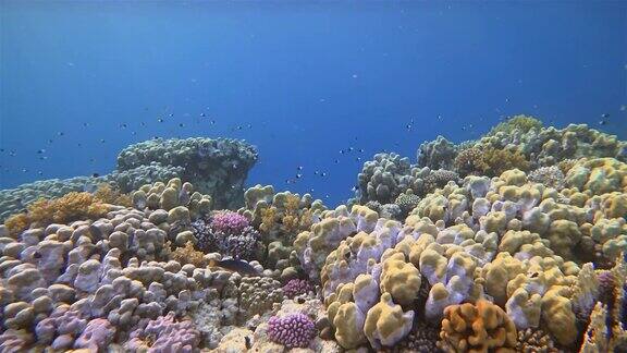 美丽的珊瑚礁上的海洋生物和许多热带鱼在红海附近的马萨阿拉姆