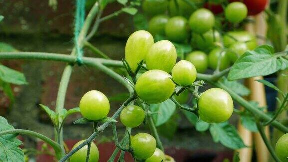 藤上未成熟的绿色番茄