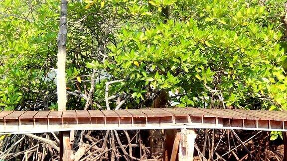 水平木桥和红树在泰国