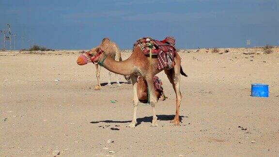 卡塔尔沙漠中的骆驼