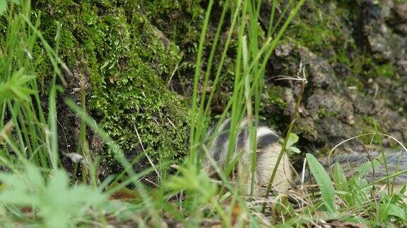 西伯利亚花栗鼠(Eutamiassibiricus)-兴安自然保护区俄罗斯