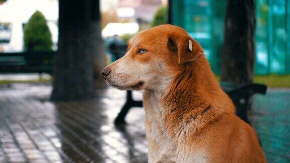雨中无家可归的红狗坐在城市街道上背景是过往的车辆和行人