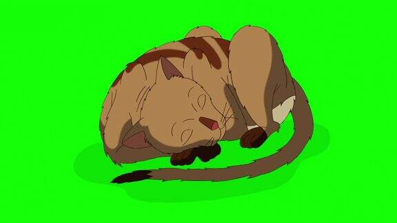 红斑猫睡眠色度键4K
