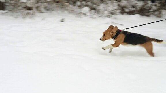 冬季公园里比格尔犬和主人一起奔跑
