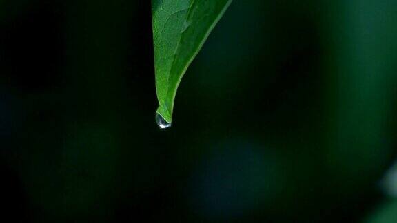 树叶上一滴水滴的特写