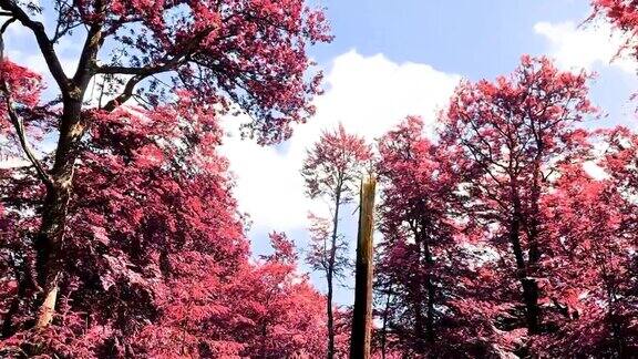 粉红色和紫色的红外视图进入美丽的森林