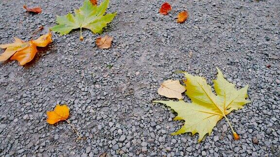 秋天的树叶飘落到地上