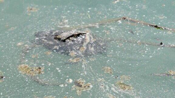 乌龟在肮脏、受污染的水里