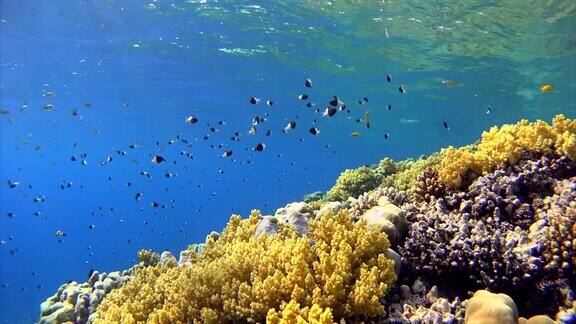 丰富多彩的珊瑚礁和许多鱼在红海