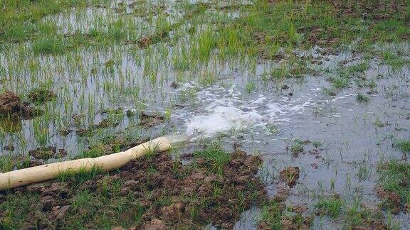 水从水管中流出淹没了稻田