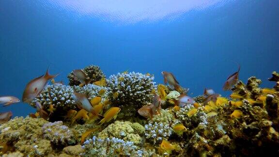 水下景象海洋生物
