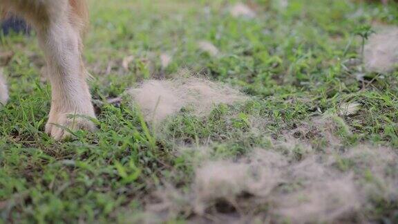一个人的手从草坪上收集刷过的狗毛