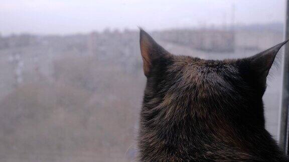 黑猫坐在窗台上看着窗后的景色靠近