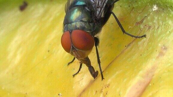 家蝇在吃水果