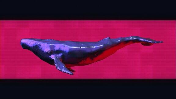 背景为全息图形状的金属铬游动鲸现代明亮时尚的3d动画技术数字生动的动物概念创意复古未来主义运动艺术