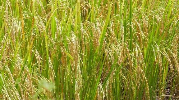 金色的稻田在农村