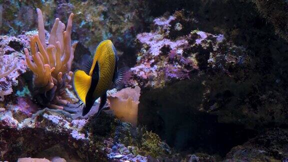 黄色和蓝色的神仙鱼在珊瑚附近游泳