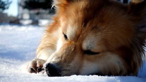 近距离拍摄的威尔士柯基绒毛躺在雪地上和玩冷杉锥