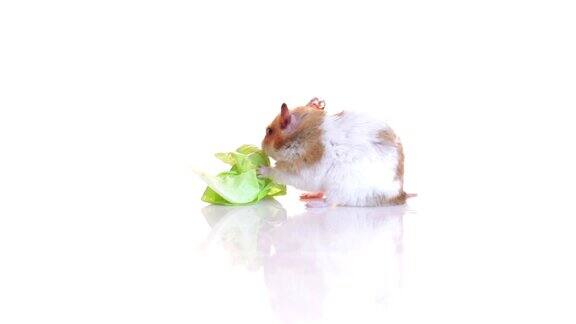仓鼠和绿莴苣