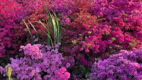 杜鹃花杜鹃花花明亮紫色粉红色