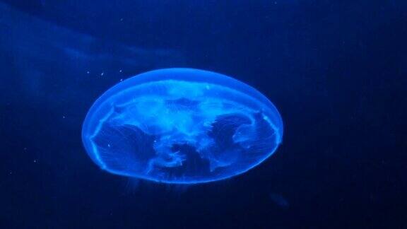 在蓝光下的水母