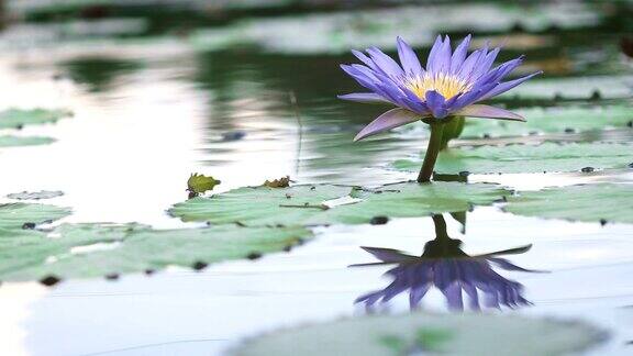 美丽的紫莲花池塘里的一朵睡莲花