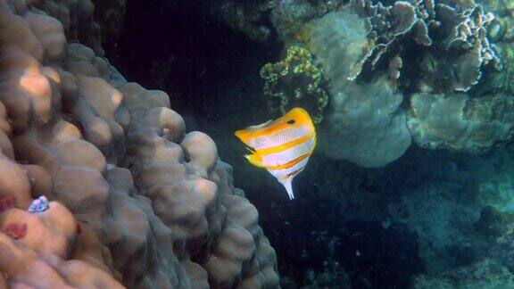 在泰国安达曼海的铜带蝴蝶鱼或长鼻子的蛤蜊鱼美丽的彩色黄色条纹鱼游在热带珊瑚海洋野生动物水下视频