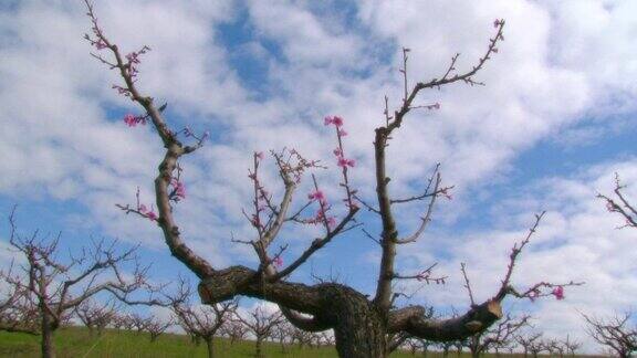 桃树在春天开花