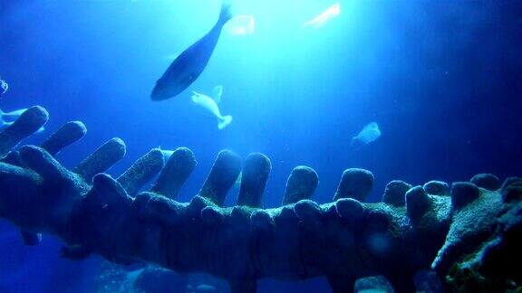 水下海洋与鲸鱼的骨头