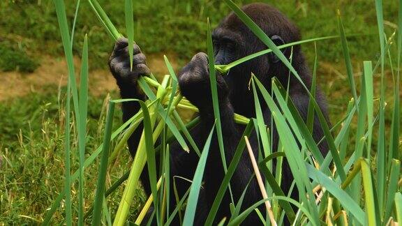 近距离观察灌木丛中的大猩猩