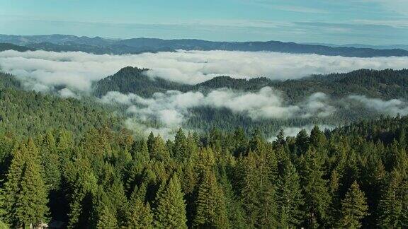 被雾覆盖的森林山丘-空中