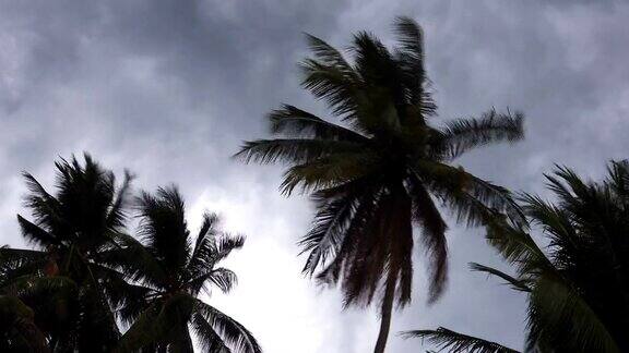 4K:风暴吹着椰子树