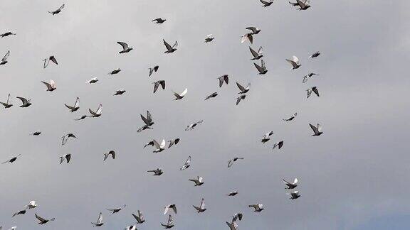一群信鸽飞过天空