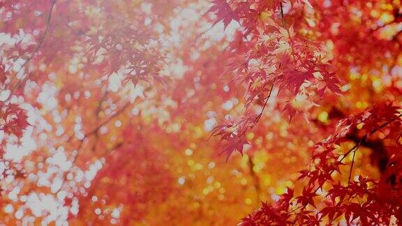 秋天的枫叶闪烁着淡淡的光芒