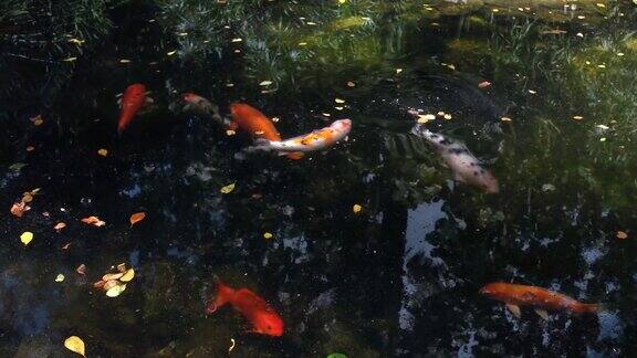 日本鲤鱼或锦鲤