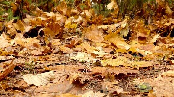 落叶落在地上秋天的白天平稳地拍向右