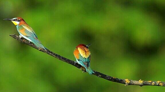 鸟食蜂鸟栖息在树枝上捕食昆虫