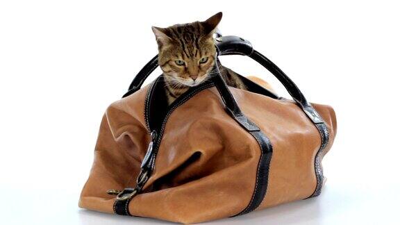 袋子里的猫