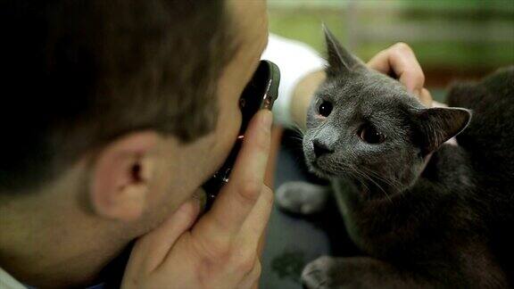 兽医在诊所检查猫的眼睛