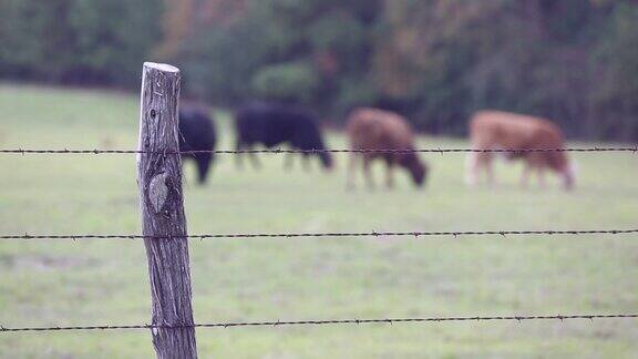 自由放养的肉牛包括公牛、母牛和小牛