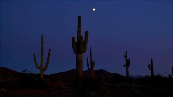 大仙人掌和愚蠢的月亮在沙漠荒地在天黑后