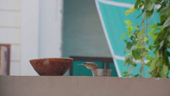 印度小麻雀从铁碗里吃面包的慢镜头