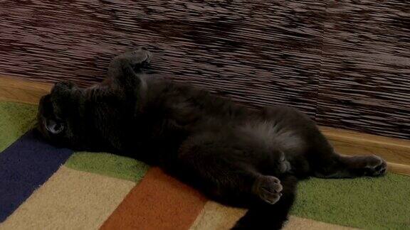 英国猫躺在沙发上睡觉