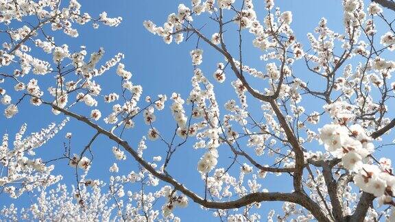 杏树在蓝天上开花