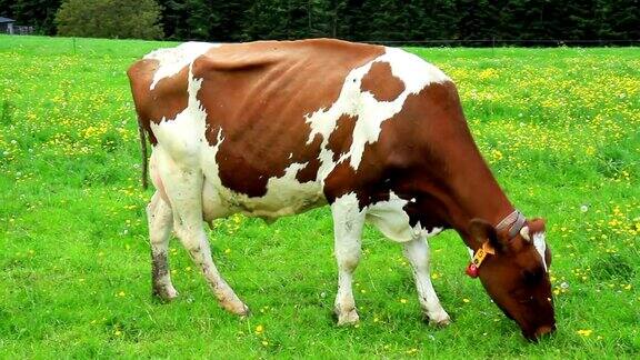卢森堡草地上的奶牛